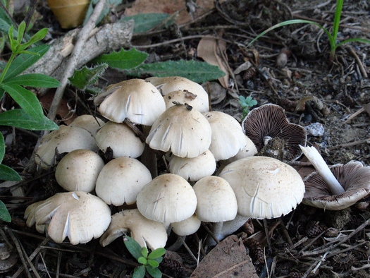 Psathyrella ssp.